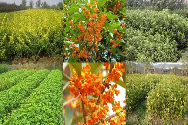 2021年桂花鱼市场行情怎么样1682558133196