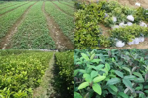 桂花鱼市场价格一斤20211682558226291