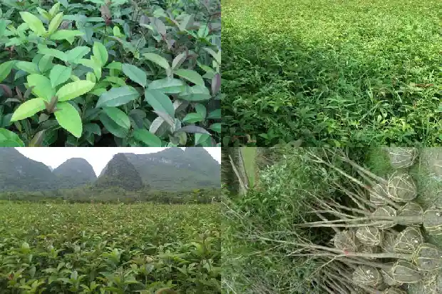桂花鱼市场价格一斤20211682558226387