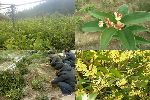 桂花鱼市场价格一斤20211682558226435