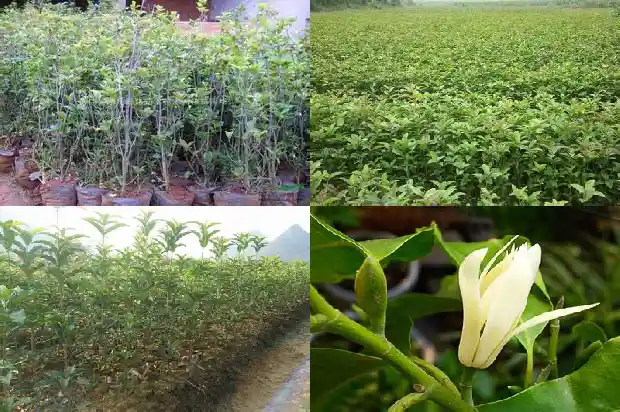 大门前种桂花树是右边好还是左边好1688692654122