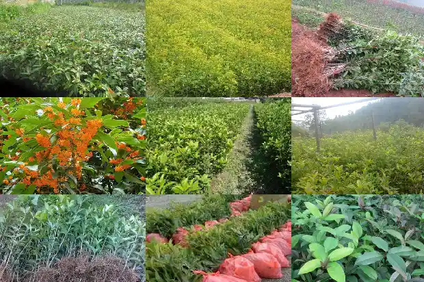 大桂花树市场价格多少钱一棵1690158628149