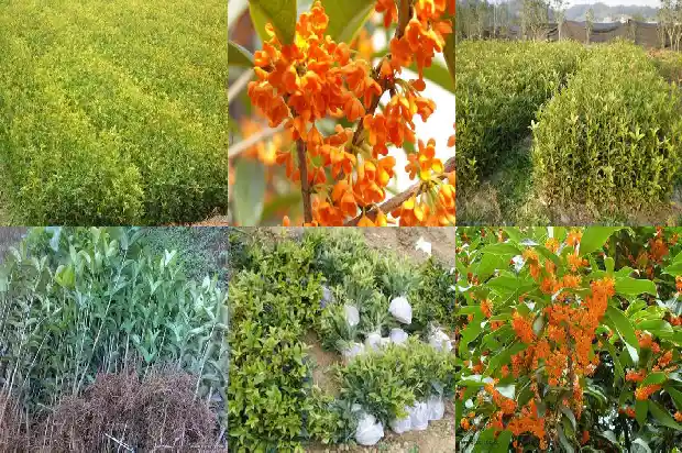 什么时候买桂花树好1682558411916