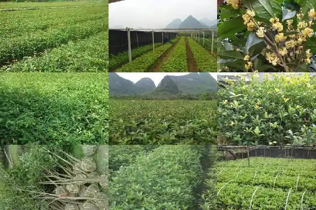 什么时候买桂花树好1682558411964