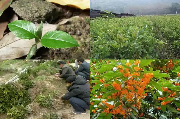 什么时候买桂花树好1682558412010