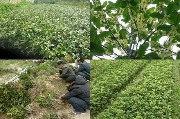 未来桂花树市场分析论文怎么写1682558542847