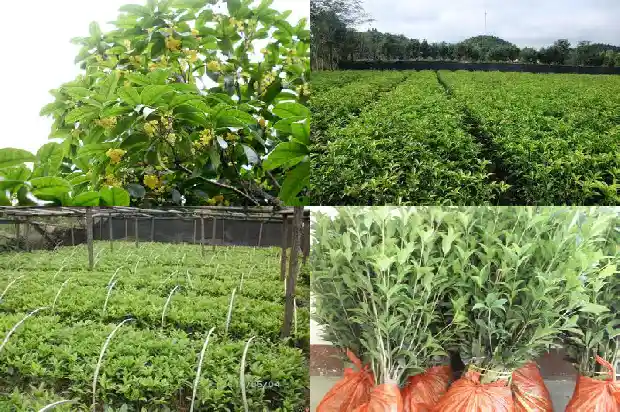 桂花树的市场价值是多少1682558615703