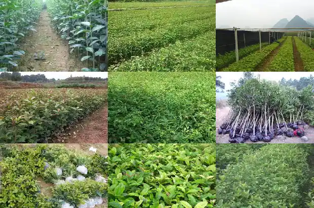 桂花树的市场价值是多少1682558615750