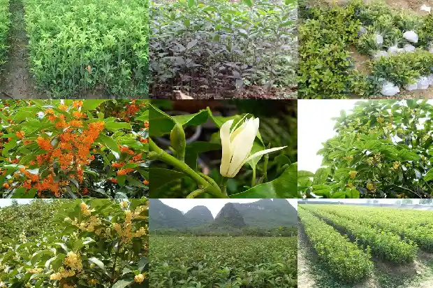 2021年桂花开花时间表1682558688590