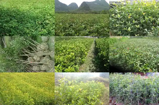 2021年桂花开花时间表1682558688638