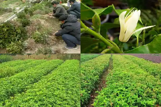 2021年桂花还开吗1682558899379