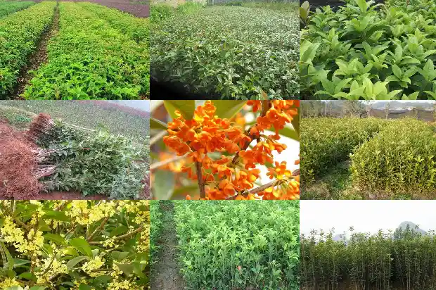 2021年的桂花还没有开1682558973400