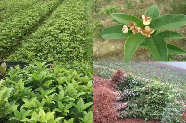 2021年上海桂花赏花期1682559034797
