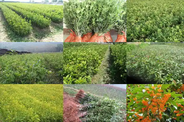 2021年上海桂花赏花期1682559034844