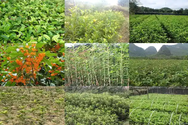 南京桂花几月开花1682559105322