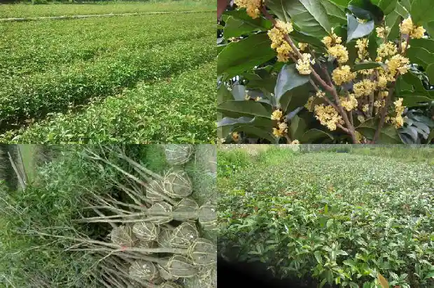 南京桂花几月开花1682559105370