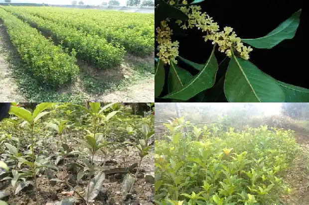 南京桂花几月开花1682559105466