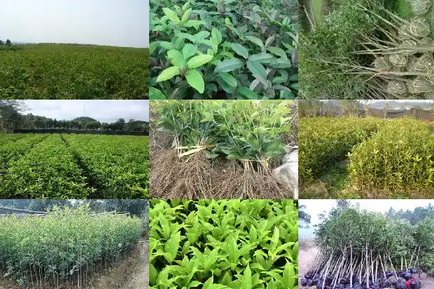 2021年桂花何时开花呢1682559177870