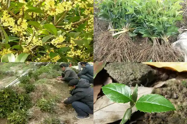 2021年的桂花什么时候开1682559248418