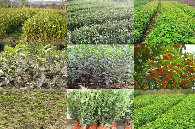 干桂花能和茶叶一起泡水喝吗1689035553804
