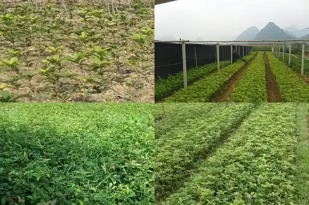 今年桂花不开花有什么兆头1682559839809