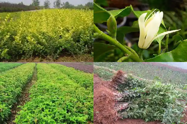 今年桂花不开花的说说1682559907417