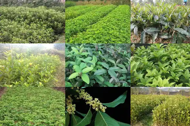 今年桂花不开花表示今年最冷的冬天1682559981824