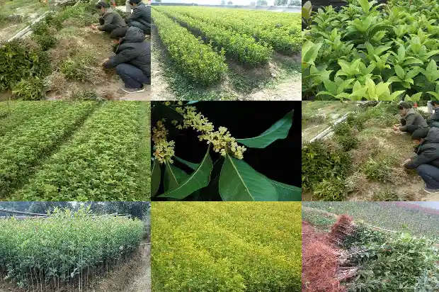 3米桂花树价格多少钱一盆呢1682560054970