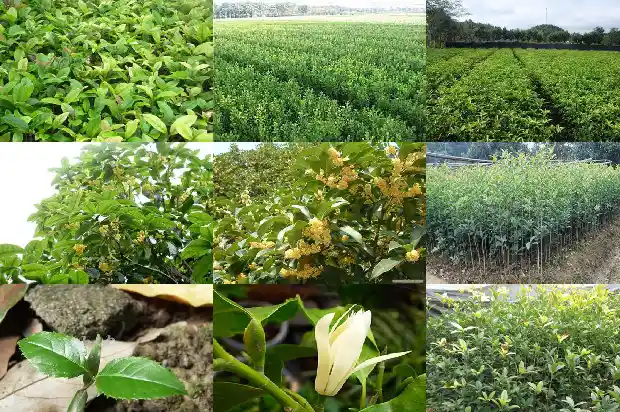 桂花的直径大概是多少厘米1682560188412