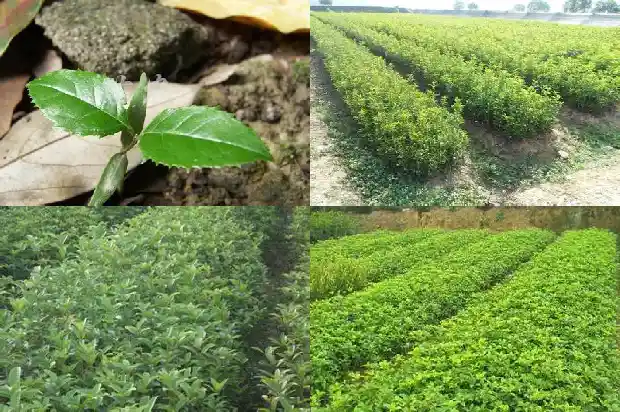 桂花的直径大概是多少厘米1682560188460
