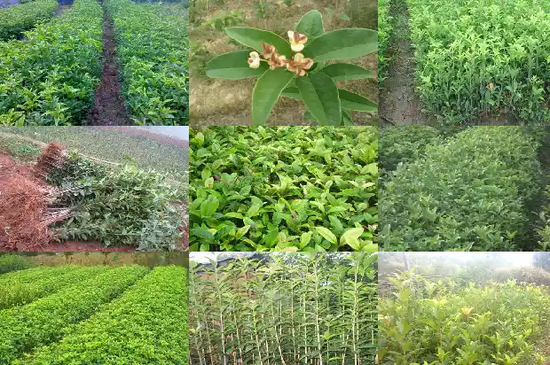 桂花什么时候移栽成活率最好?1690331952828