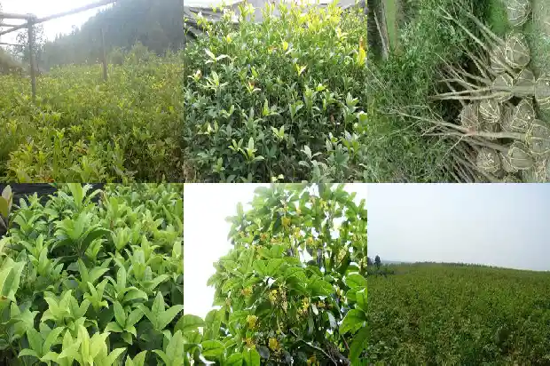 桂花胸径多少算名木1682560470333