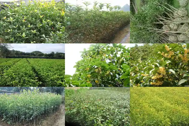 桂花胸径多少毫米1682560539649