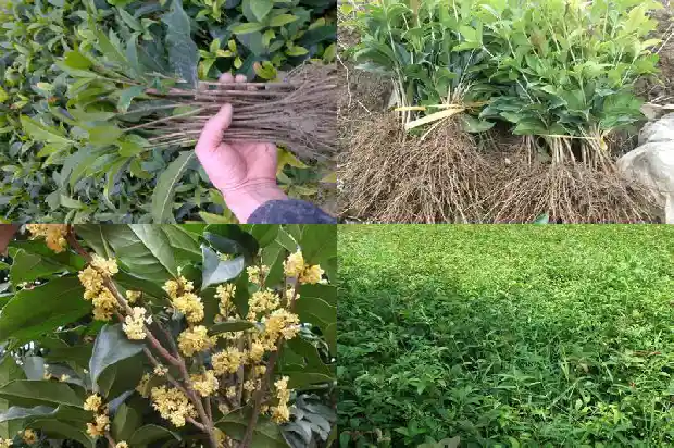 桂花树重剪不留叶1688603511169