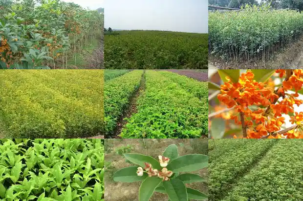 什么品种的桂花最值钱1689985679355