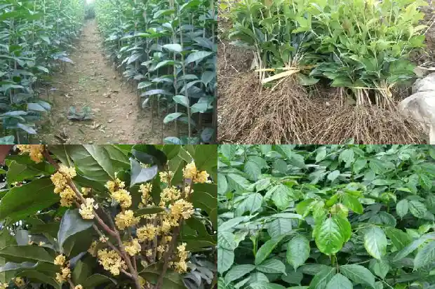 桂花树地径变黑1682560960398