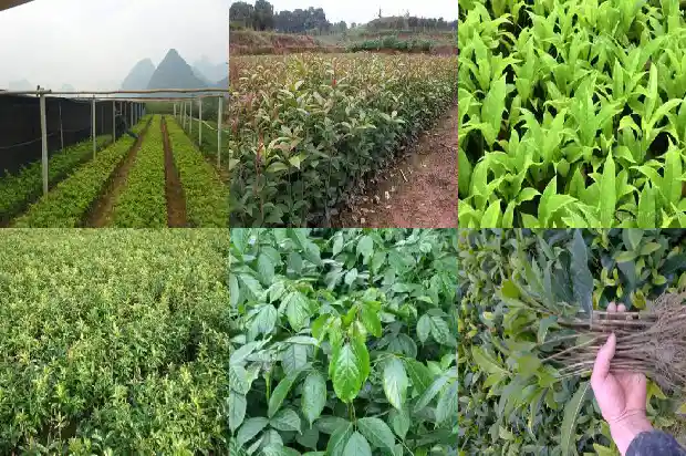 桂花树地径变黑1682560960446