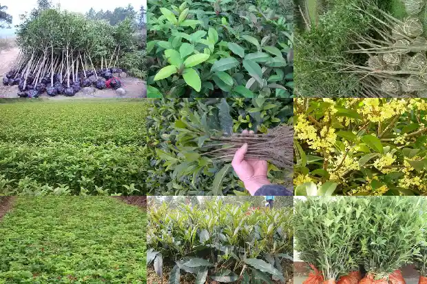 桂花树冠的直径一般是多少米的1682561093431