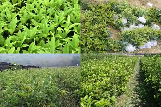 桂花树冠的直径一般是多少米的1682561093479