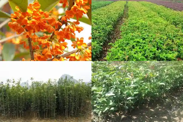 桂花的树冠是什么样的呢1682561232943