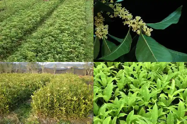 桂花的树冠是什么样的呢1682561233038