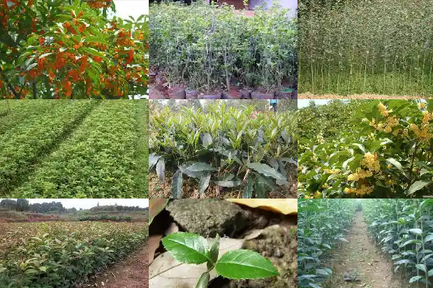 桂花的树形是什么1682561306302