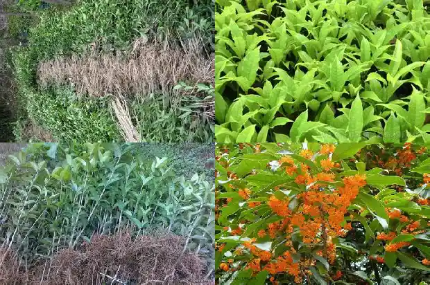 桂花的树形是什么1682561306350
