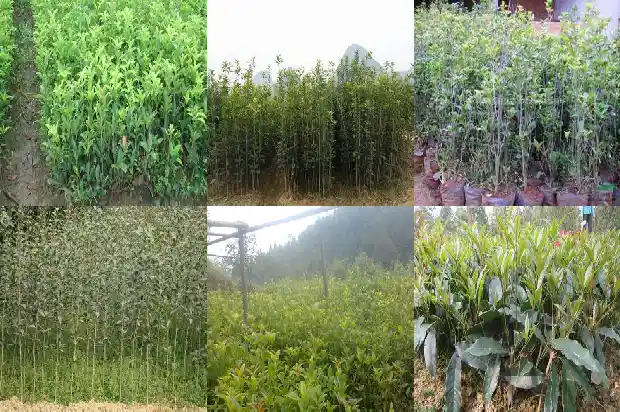 桂花的树形是什么1682561306398