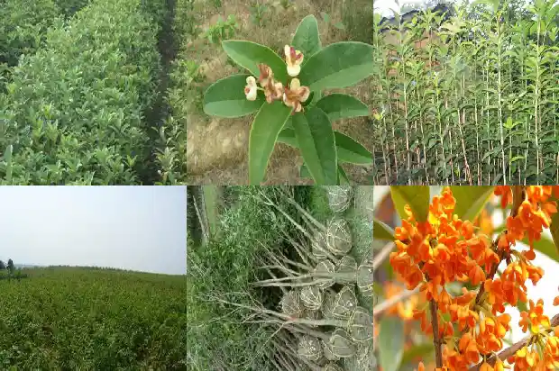 桂花茶的作用和功效特点是什么1689381281607