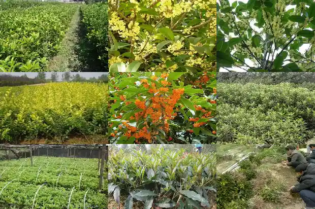 桂花黑茶有什么功效和作用及禁忌1689381665073