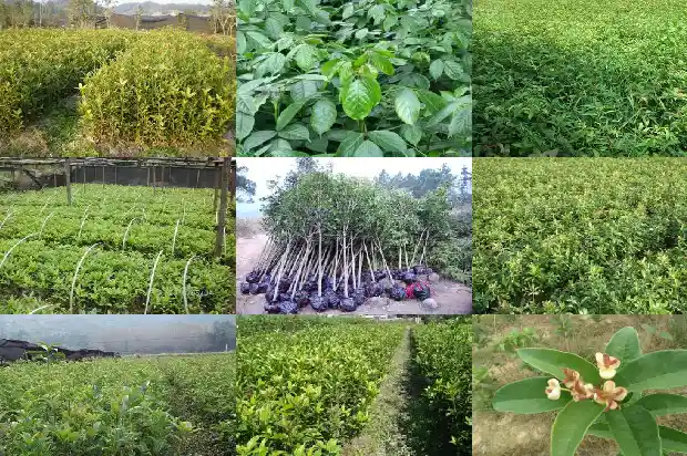 桂花树木材价格多少一吨1689640639338