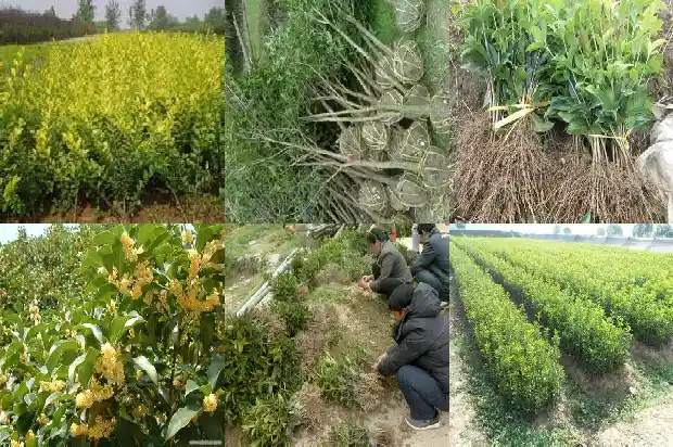 一个桂花树的价格多少钱一棵呢英语1682561477506
