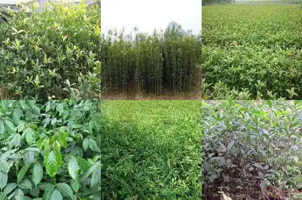 一个桂花树的价格多少钱一棵呢英语1682561477553