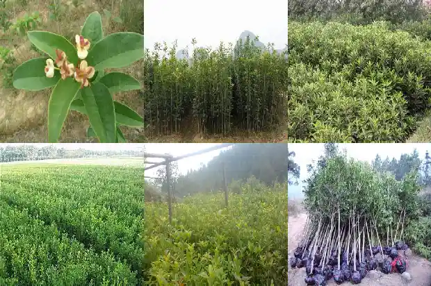 一个桂花树的价格多少钱一棵呢英语1682561477601